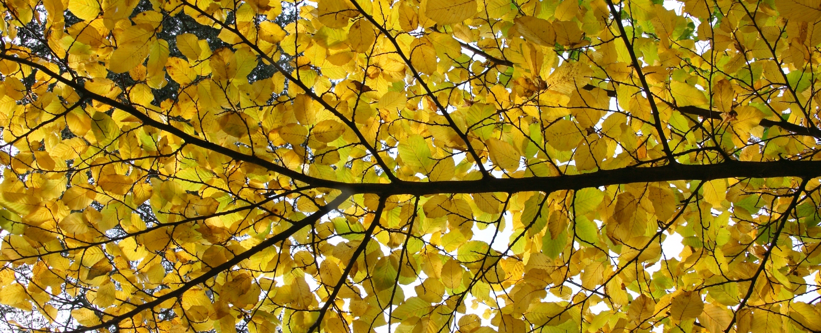 Tree branch with yellow leaves