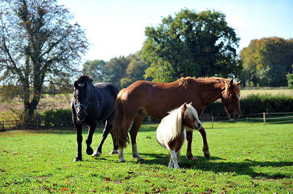 three horses in a field
