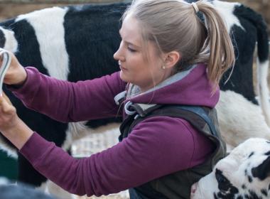 Student putting smart collar on calf