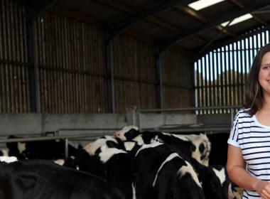 Student in front of cows