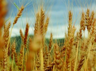 Wheat in a field