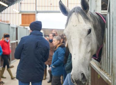 Horse and students in a stable