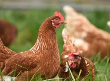 a group of hens