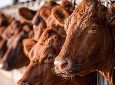 brown cows in a barn