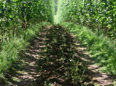 muddy track with hops growing at the side