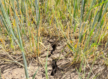 Cracked soils in a spring barley crop during its essential flowering and grain set period and already showing signs of the crop dying back.