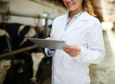 Person in white laboratory coat holding an electronic tablet with cows in the background inside a barn