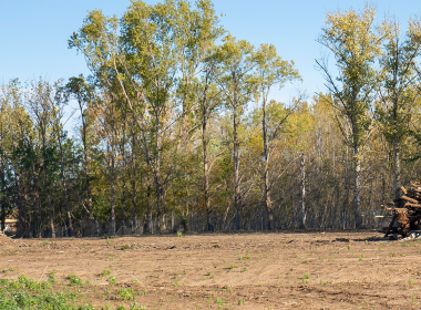 Trees and soil landscape