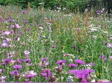 Wildflower meadow