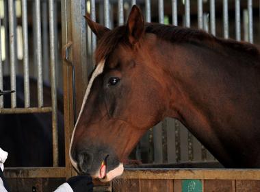 RAU student feeding a horse