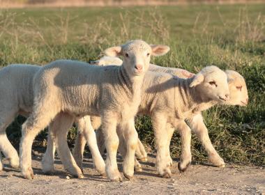 Lambing weekend at RAU farm on 17 and 18 March 2018